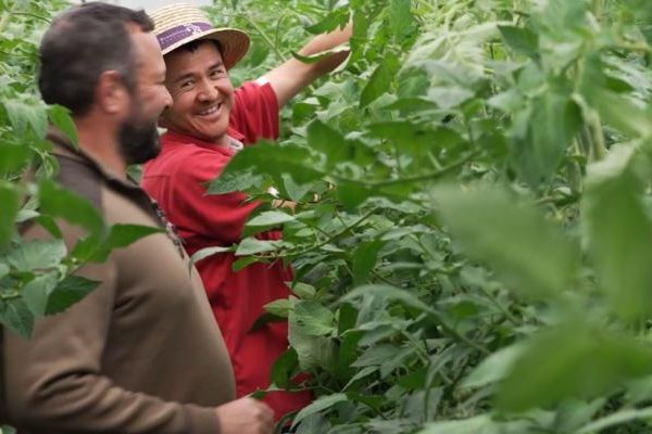 un réfugié avec son employeur dans les plans de tomates